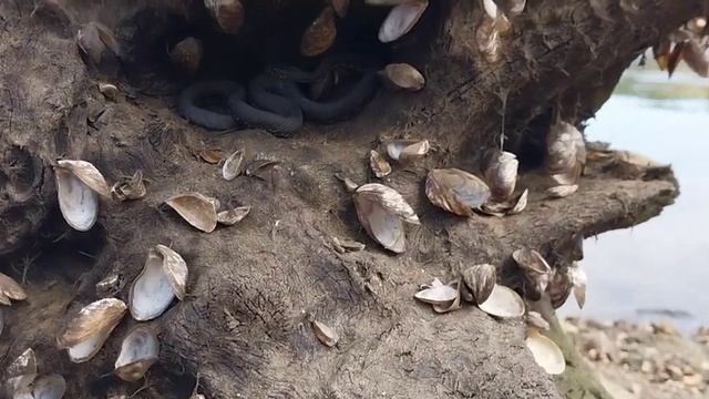 Запорожский гигантский Питон в пещере. Юмор. смотреть онлайн