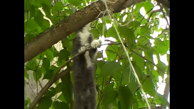 funny acrobat cats смотреть онлайн