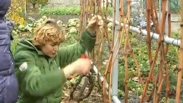 Обрезка винограда 2 3 г