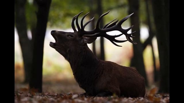 Европейский олень смотреть онлайн