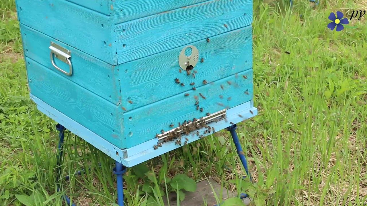 Летки, которые предпочитают пчелы смотреть онлайн