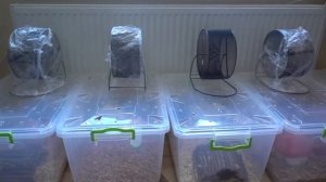 Большой закуп в ЗООМАГАЗИНЕ. Пропали Лучик и Лаки...