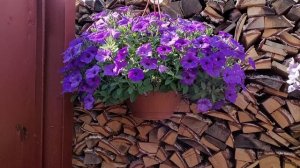 Посадка петунии в кашпо для продажи?