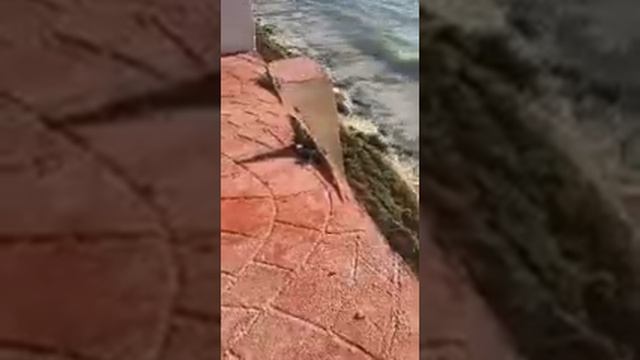 Cancun 2021 June /Канкун 2021 июнь смотреть онлайн