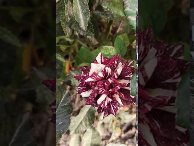 Фокус-Покус @rose_bushes161 смотреть онлайн