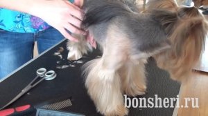 Креативная стрижка Йорка Йоркширского терьера, зоосалон Littledog.club