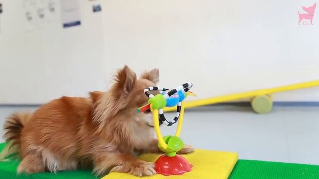 Cute Chihuahua Dog Tricks with Tiny Shopping Cart смотреть онлайн