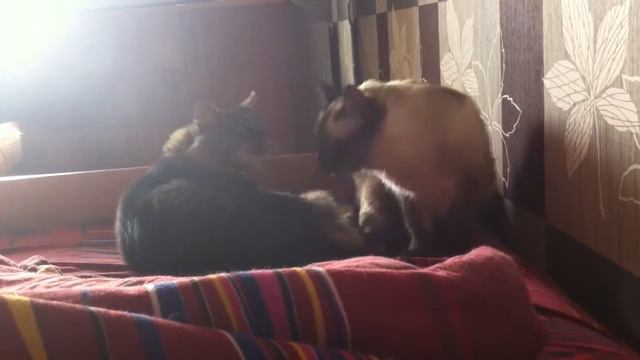 доброе утро XD #кошачья радость #кот+кот #котЭмаркатЭ #удачное утро #мур кот у кота