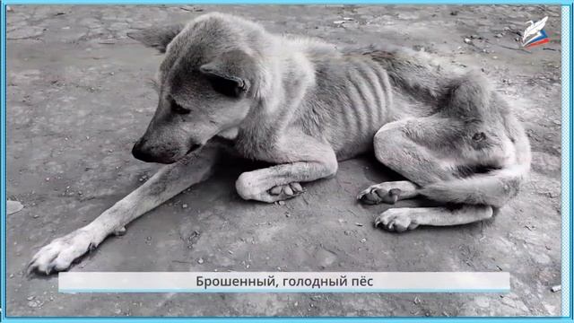 Проект. "Мои домашние питомцы" Окружающий мир 1 класс смотреть онлайн