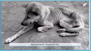 Проект. «Мои домашние питомцы» Окружающий мир 1 класс