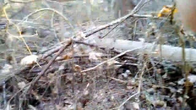 Что осталось от Подмосковного леса!!!! Кубинка Одинцовский район смотреть онлайн