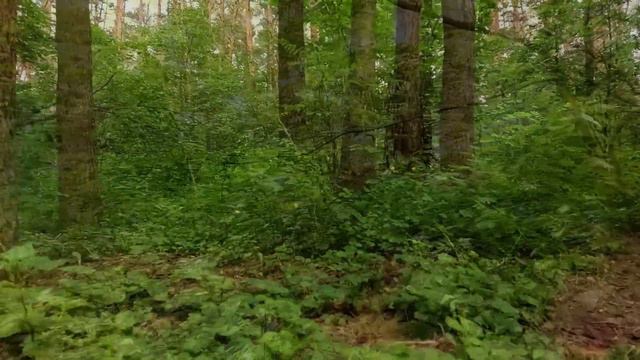 Целительная сила леса смотреть онлайн