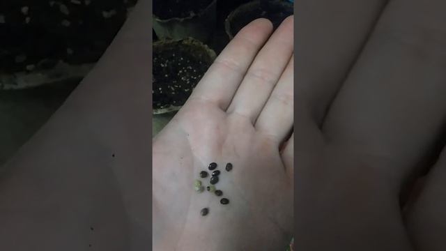 Когда и как я сею люпин смотреть онлайн