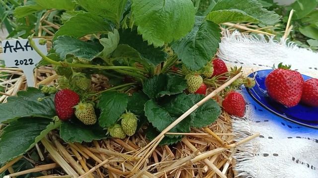 обзор на сорт Ада. Земляничная Исландия. смотреть онлайн