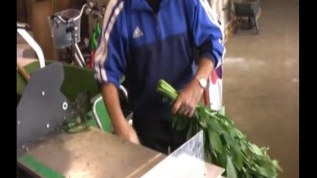 Alstroemeria Harvesting