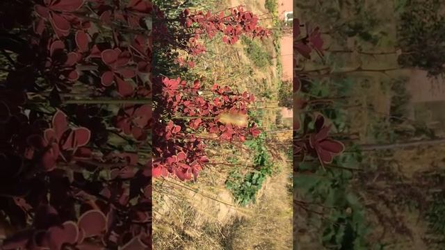 Барбарис Оранж рокет смотреть онлайн