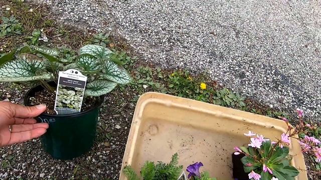 Brunnera Macrophylla “Jack Frost” (Siberian Bugloss)