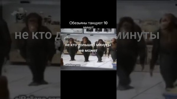 обезьяны танцуют