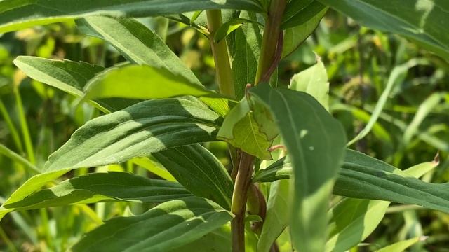 Canadese guldenroede (Solidago canadensis) - 2020-08-11 смотреть онлайн
