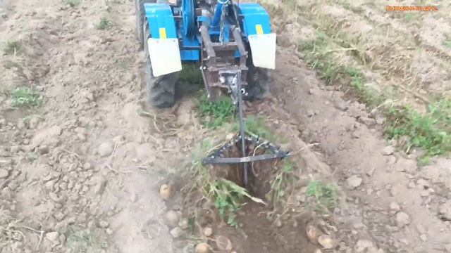Копаю картофель мотоблоком с передним адаптером. Урожай 2023г. смотреть онлайн