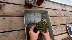 Размножение кактусов и суккулентов. Вегетативный способ.