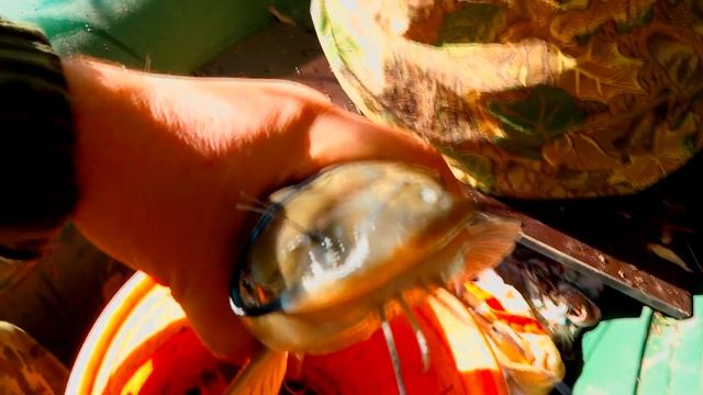 Рыбалка на реке Кубань 2020 Американский сом смотреть онлайн