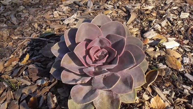 Echeveria Dusty Rose - Identification, Care & Propagation; Dusty Rose Succulent
