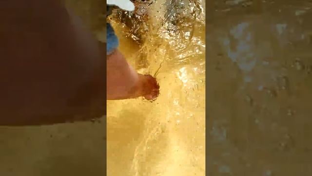 Как отличить у щуки самца от самки смотреть онлайн