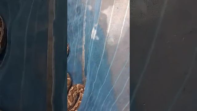 The log & big python смотреть онлайн