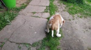 Американский бульдог/Щенки американского бульдога