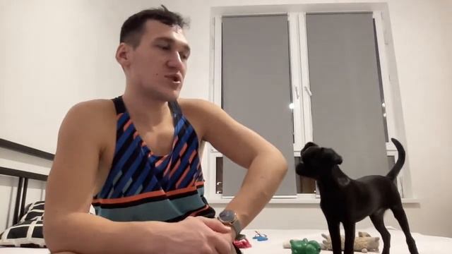 собака пти брабансон самая недооцененная порода смотреть онлайн