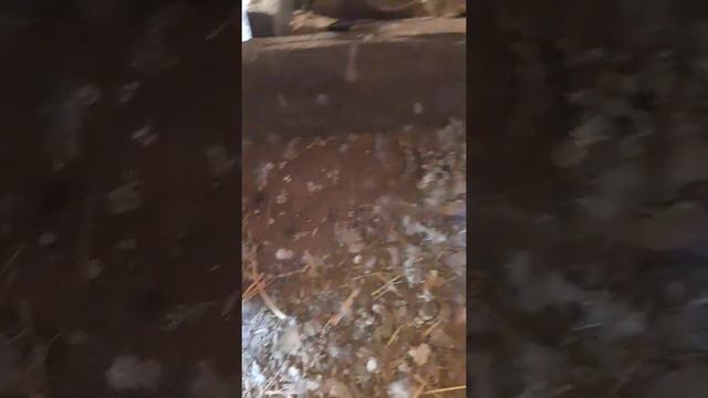 Разведение голубей смотреть онлайн