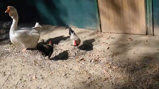 Веселые животные , зоопарк , ZooZoo смотреть онлайн