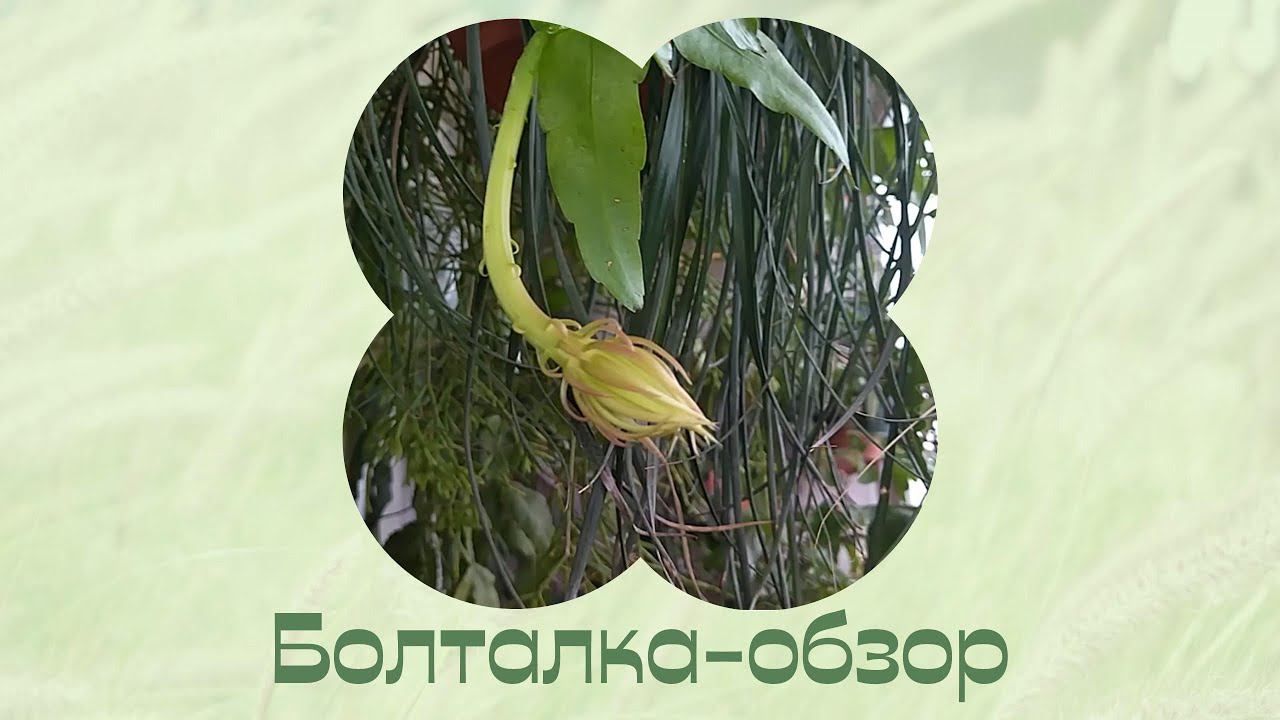 Комнатные цветы. Поговорим и посмотрим. смотреть онлайн