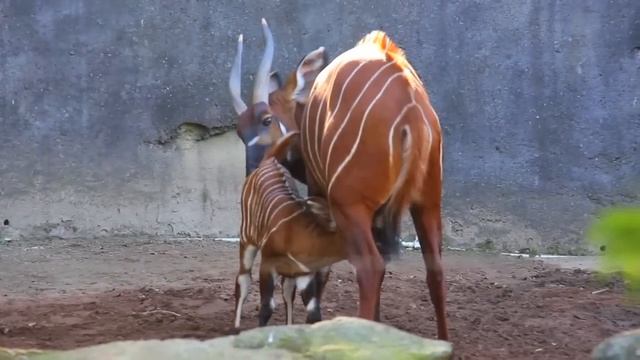 Bongo Calf At Taronga Zoo