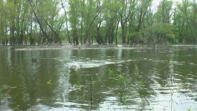 ПОПЛАВКИ ТОНУТ, ТОЛЬКО УСПЕВАЕМ ПОДСЕКАТЬ. Ловля карасей #рыбалка #карась #серёгамоярыбалка смотреть онлайн