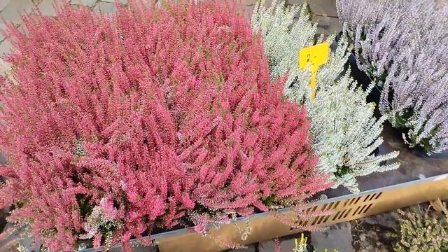 Цветущий балкон всю зиму, выбираем цветы. смотреть онлайн