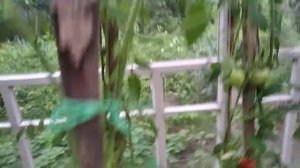 Сорт томата Королева рынка / Высокорослый, урожайный сорт помидор