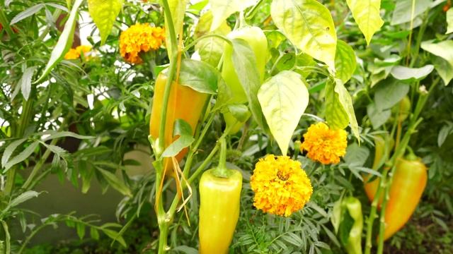 Сорта перца в моей теплице. смотреть онлайн