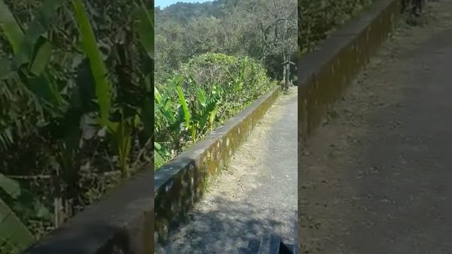 Amazing snake King Cobra - Ophiophagus hannah смотреть онлайн