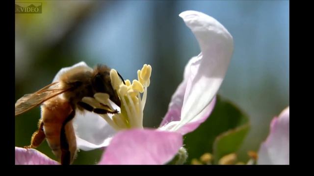 How Honey bees makes honey||pollination||benefits of honey||learning for kids||Honeybee||agricultur смотреть онлайн