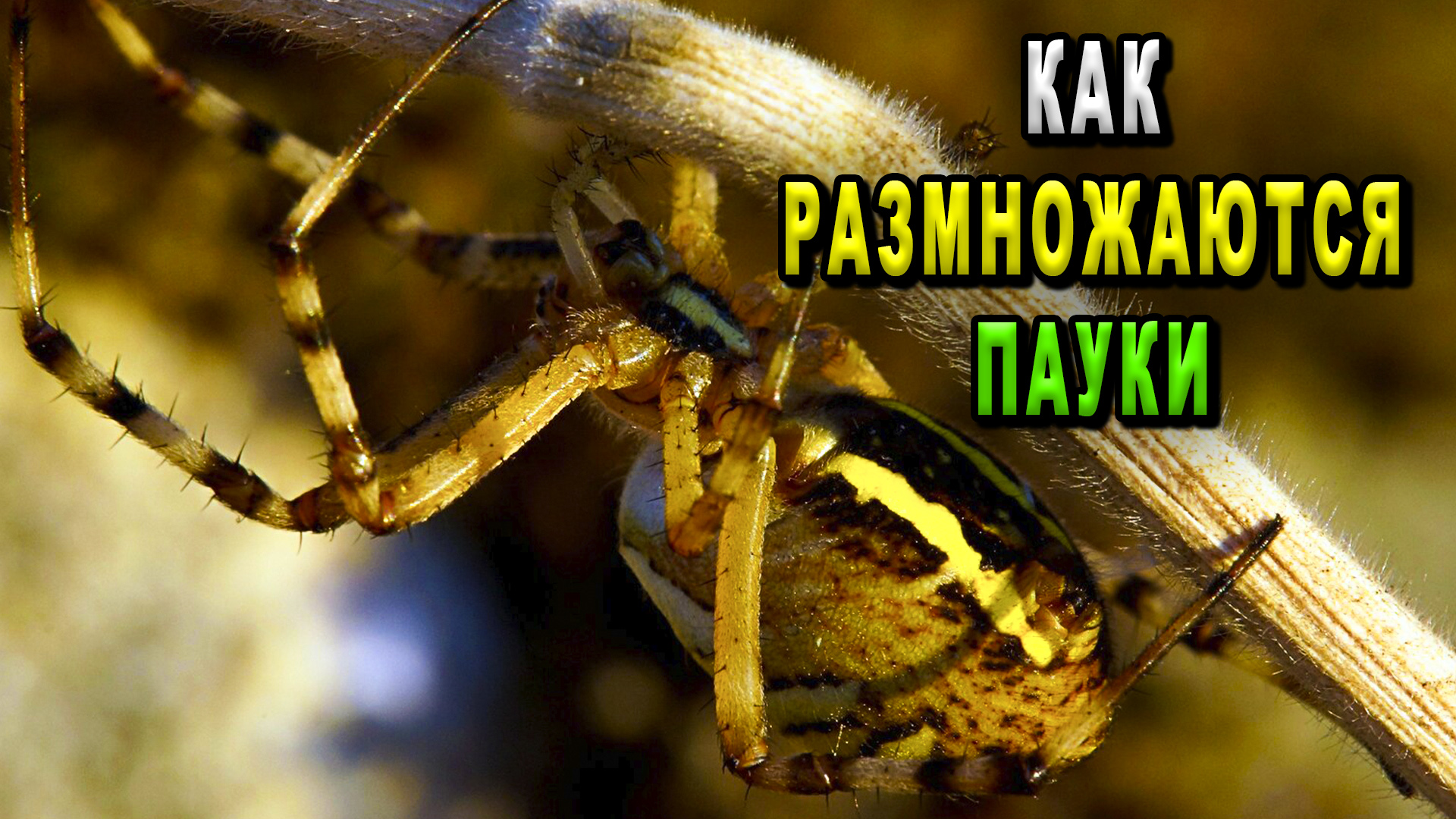 Как размножаются пауки
