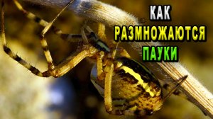 Как размножаются пауки