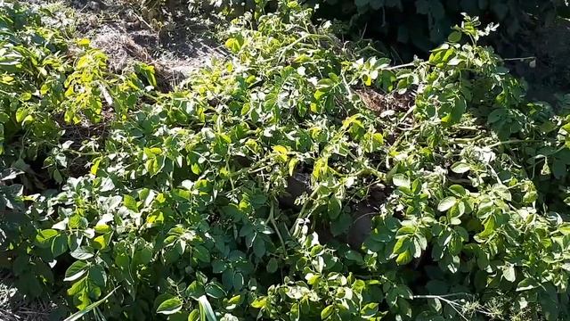 Дендробена венета. Посмотрите, что наделал этот червяк в нашем саду! смотреть онлайн