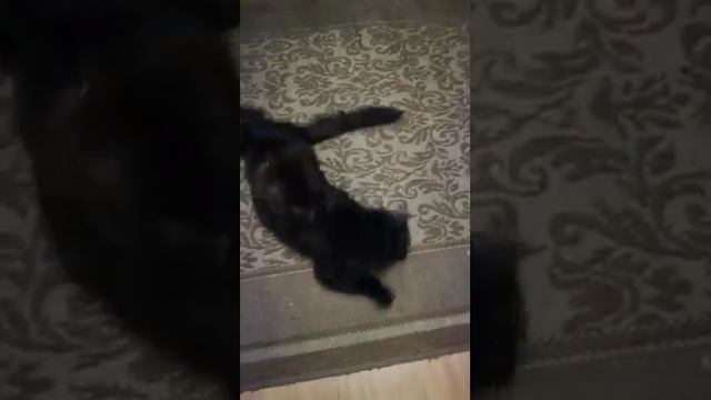 Хочется котика смотреть онлайн