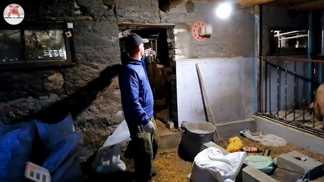 Миллион на свиньях.Дохнут поросята! Вес дюрка в 2.5 месяца.Вес пьетрена в 2 месяца. смотреть онлайн