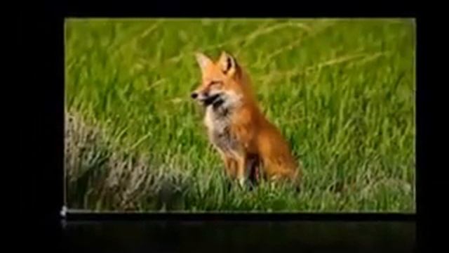 Животный мир Республики Калмыкия смотреть онлайн