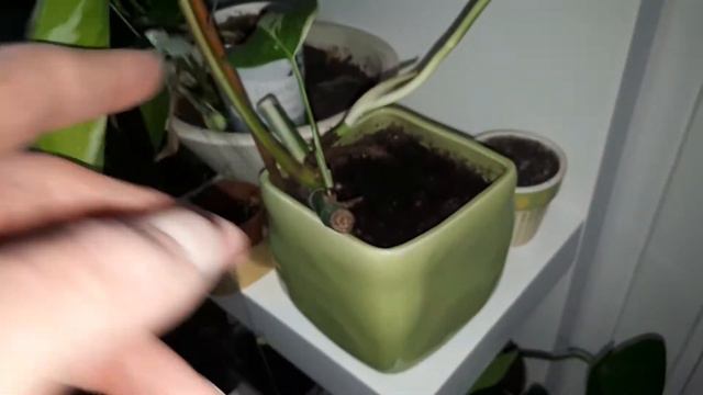 New Plants? Monstera Siltepecana, Syngonium Variegata, Philodendron Florida Ghost, Variegated Plant смотреть онлайн
