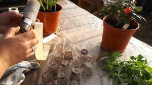 БАЛЬЗАМИН НОВОГВИНЕЙСКИЙ. Размножение черенками.