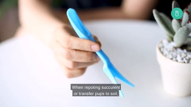 How To Use Mini Gardening Tools with Succulents Box смотреть онлайн